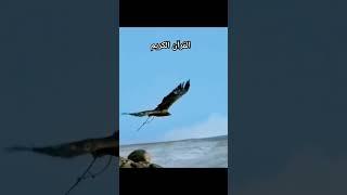 qari Hamid ali zada Irani | amazing quran recitation | Hub of Deen