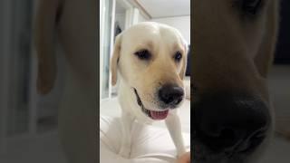 천재견 김대한이 #강아지일상 #retreiver