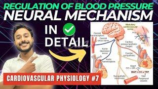 regulation of blood pressure physiology | short term regulation of blood pressure