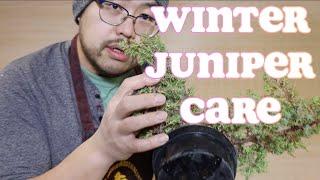 Bonsai For Beginners 2: Juniper Winter Care. Don't bring it indoors!