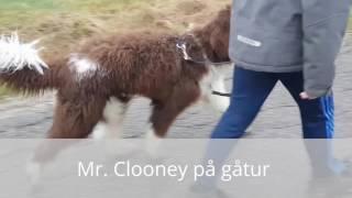 Mr. Clooney på gå tur