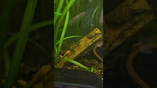 Baby Bushynose Plecos and tiny baby Bushynose Plecos...