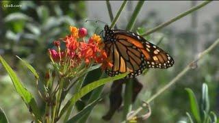 Monarch Butterfly population declining