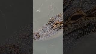 Crocodile or Alligator?