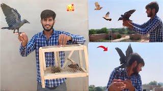 Finally Crow Or Batair |Quail| Ko Azad Kr Dia|| Hammad Pet House