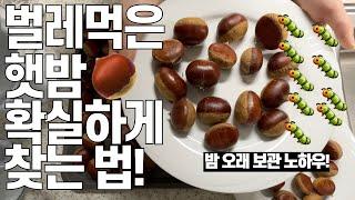 [살림화니] 벌레먹은밤 확실 찾고! 생밤보관해! Choosing bug-eaten chestnuts