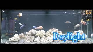 #2 Malawi - African Cichlids Tank / FLUVAL Aquasky 2.0 LED   1/2