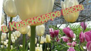 УРА!!! В Краснодаре ВЕСНА