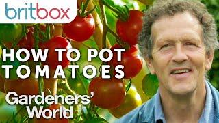 How to Pot Tomato Plants | Top Tips | Gardeners' World