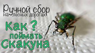 РУЧНОЙ СБОР, о том, КАК ЛОВИТЬ ПОЛЕВЫХ СКАКУНОВ, и не только