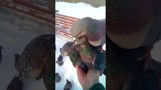 How to feed pigeons out of hand.