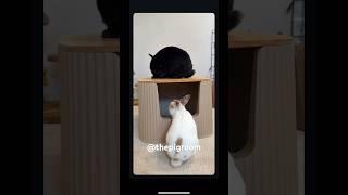 Not only for cat but also for all small animals too! #cat #pets #cute #funny #catlitterbox #animals