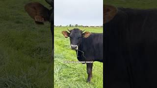 Ужас какие голодные! #герефорд #корова#cow#трава #сенокос #побег #фермер #работа #хозяйство #animals