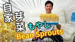 自家種芽菜．種出好吃綠豆芽 | Home grown bean sprouts | もやしの育て方 (中文字幕/Eng Sub/日本語字幕)