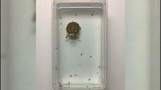 This Is A Turtle Machine