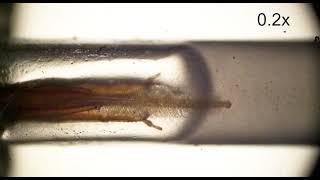 New study uses video to show honey bees switch feeding mechanisms as resource conditions vary