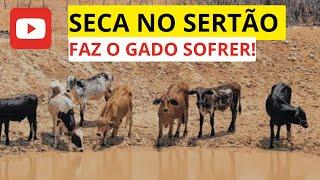 A LUTA do SERTANEJO,o GADO SOFRE com a SECA no SERTÃO NORDESTINO