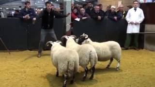 Auldhouseburn Gimmers