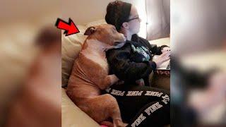 Girl Adopts Pitbull From Shelter And He's So Happy He Can't Stop Cuddling