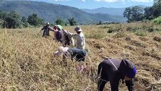 KVV Ho Phailhei bol, tunin at ahitai. Nute ho pate ho chung a Kipa thu iphong uve