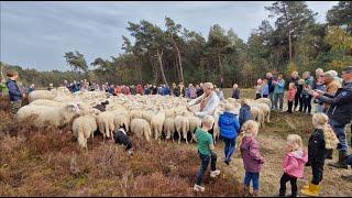 Schaapskudde van de Lemelerberg ingehaald