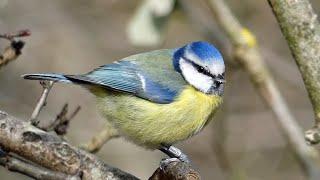 Bird Facts: The Eurasian Blue Tit