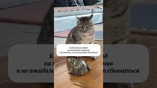Узнали себя? Делитесь в комментариях #shorts #исполнениежеланий #ведьма