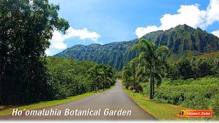 Hawaii Botanical Garden  Hawaii Relaxing Walking Tour  Hoomaluhia Botanical Garden  Hawaii 4K