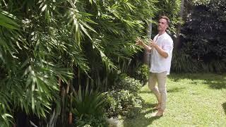 DULWICH HILL Landscape Design Project | Adam Robinson Design