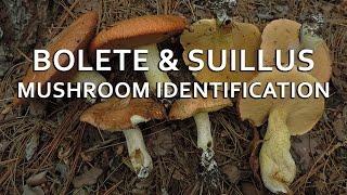 Bolete & Suillus Mushroom Identification with Adam Haritan