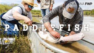 Snag and Release Paddlefish Research