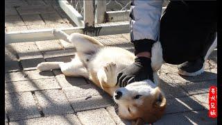 柴犬倔强到什么程度？不使用“武力”根本制服不了\We need to force and correct Shibas’ bad habits as they are too stubborn