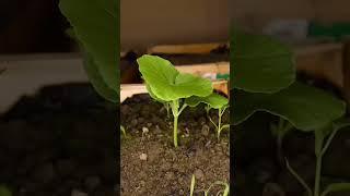 Beau. #timelapse #satisfaisant #plante #planter #potager #potagerbio #bio #permaculture