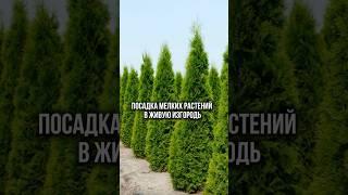 Хорошо подумайте перед тем, как сажать живую изгородь!