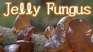 Amber Jelly fungi (Exidia Recisa) Mushroom Foraging. Survival, Prepper, Bushcraft, Wild Edible, SHTF