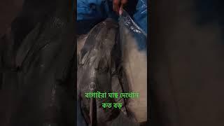 বাংলার সবচেয়ে বড মাছ় #nymtvblog #youtube #varial #hindi   বর বাগাইরা মাছ