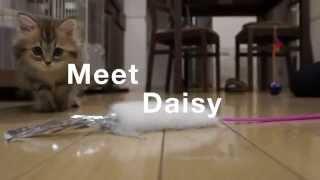 Meet Daisy【HD】