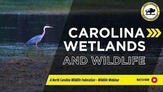 Carolina Wetlands and Wildlife - North Carolina Wildlife Federation