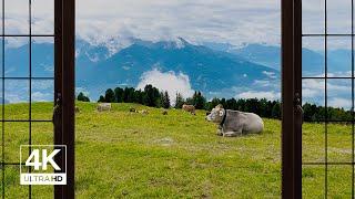 4K Swiss Alps with Cows Window View - Relaxing, Calming, Ambience,