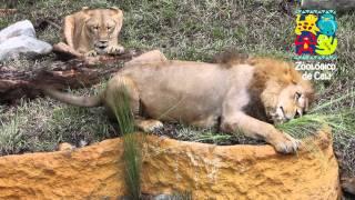 Los leones del Zoológico de Cali disfrutan de su hábitat remodelado