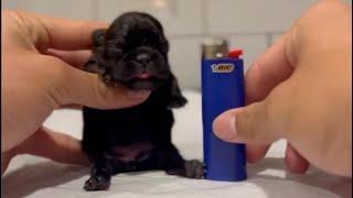 Super tiny Frenchie compared to a lighter, the smallest dog in the world you've ever seen