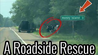 A Roadside Rescue!