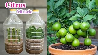 Grow Your Lemon Tree from Cuttings and Leaves with This Proven Method