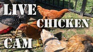 Hungry Hens - Live Chicken Coop Cam! - Live Animal Cam where you can feed us!