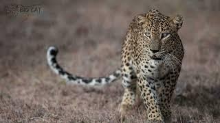 Wilpattu Leopard