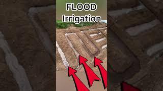 Chain Flood Irrigation System#Shorts #indianfarmer