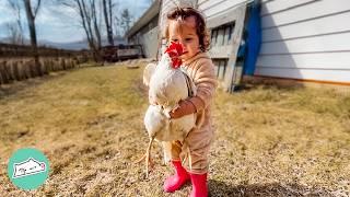 Chickens Wait For This Girl Every Morning | Cuddle Buddies