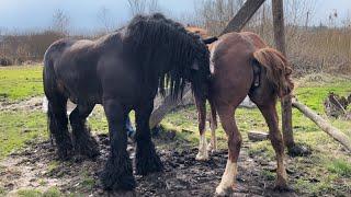 Ще одна подруга АланаПривезли кобилу з Бучача на зустріч з Аланом️Жеребець на Паровку