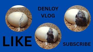 CHICK IS ABOUT TO HATCH NO.45 #ASMR #SOUNDSATISFYING