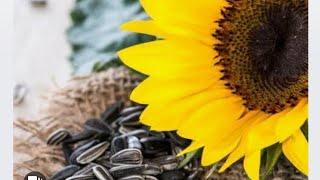 Sunflower seeds health benefits || Ye Suf Tiqem||  Milk Tesl benefits ||HOW to use Sunflower seeds